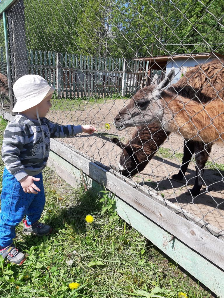 станция юннатов сыктывкар телефон (99) фото